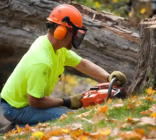 tree services Vineyard Lake